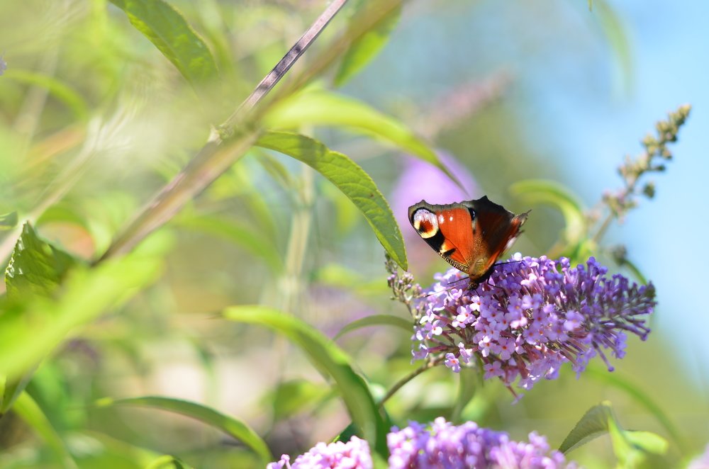 Photograph by Анна Еремеенкова