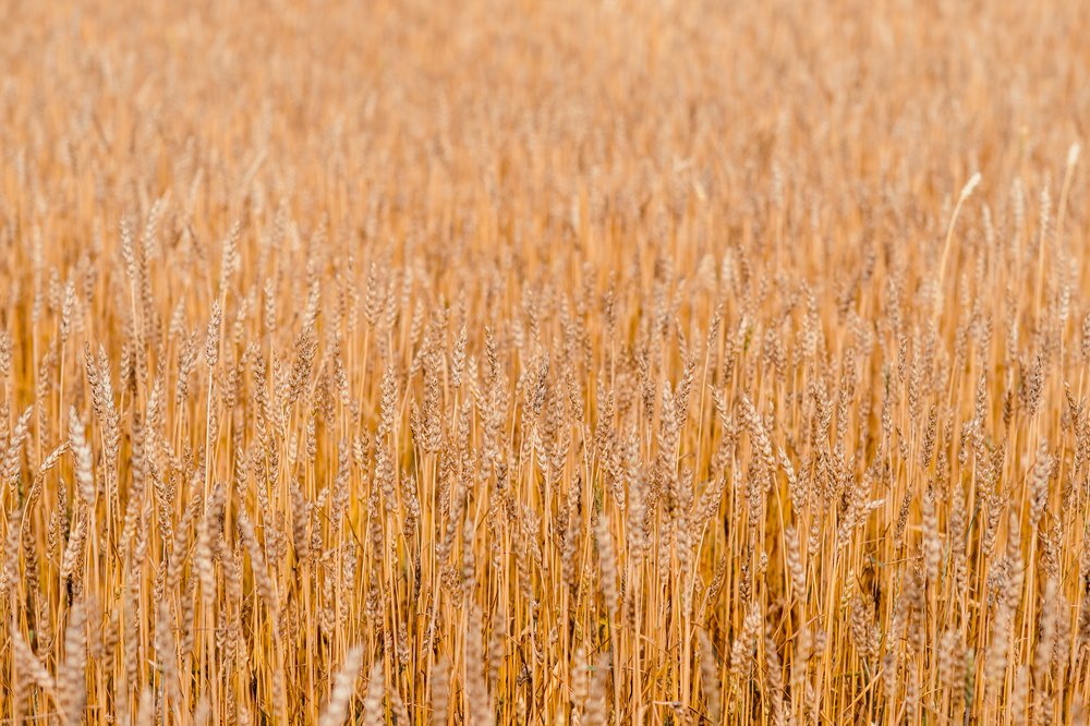 Фотография автора Диана Липкина