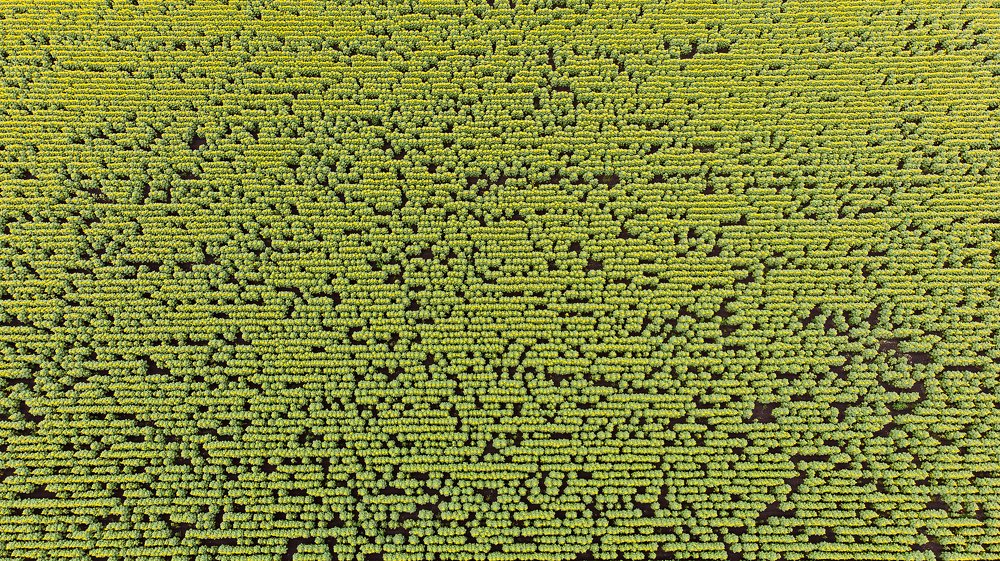 Подсолнухи