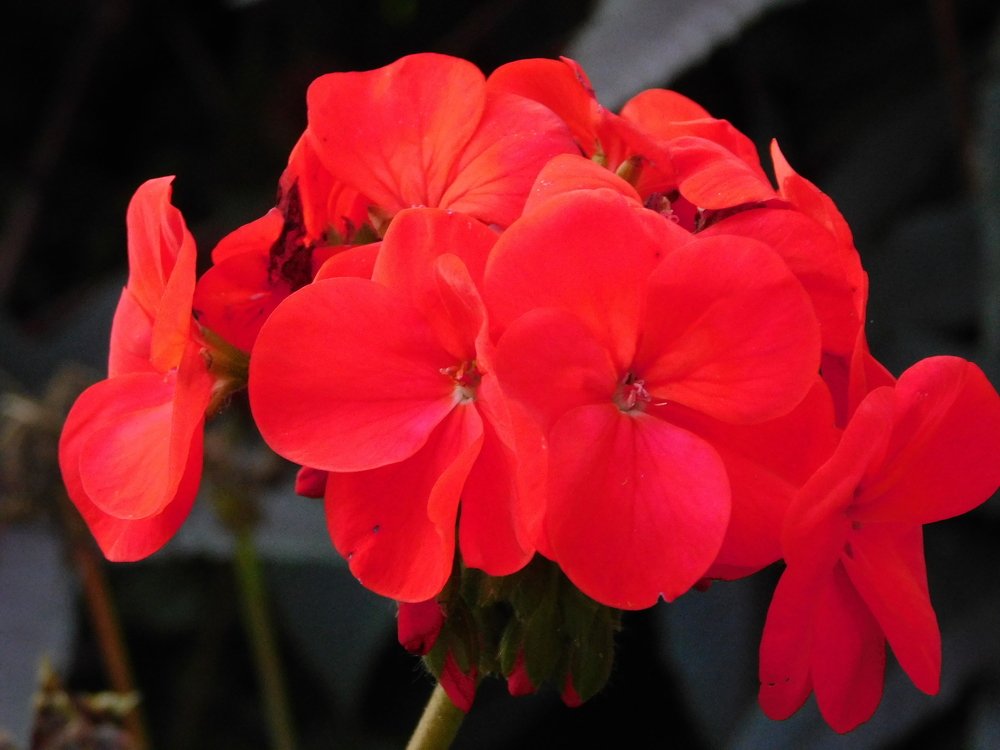 Photograph by Zsofia Schmidt-Mudik