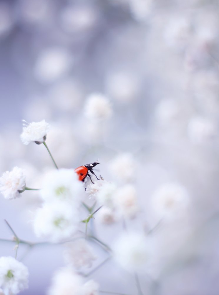 Photograph by Elena Andreeva