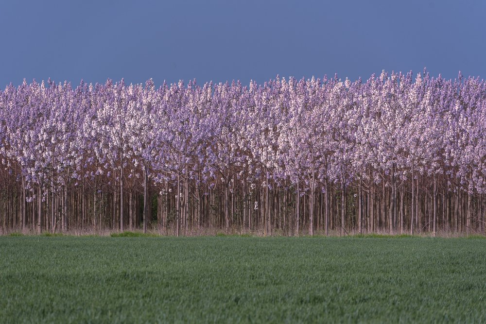 Фотография автора stoyan pavlov