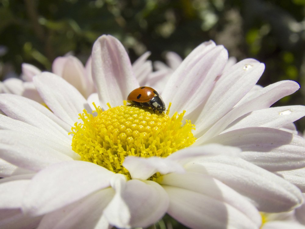 Photograph by Иван Доможирский