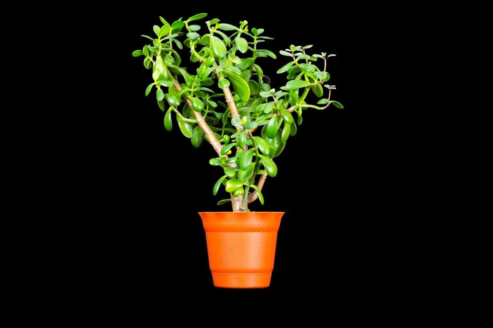 Photograph by Олег