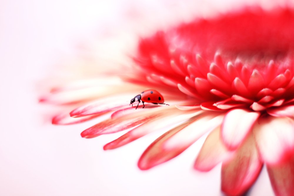 Photograph by Elena Andreeva