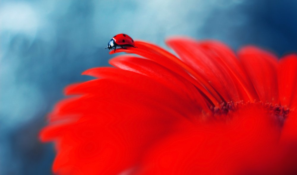 Photograph by Elena Andreeva