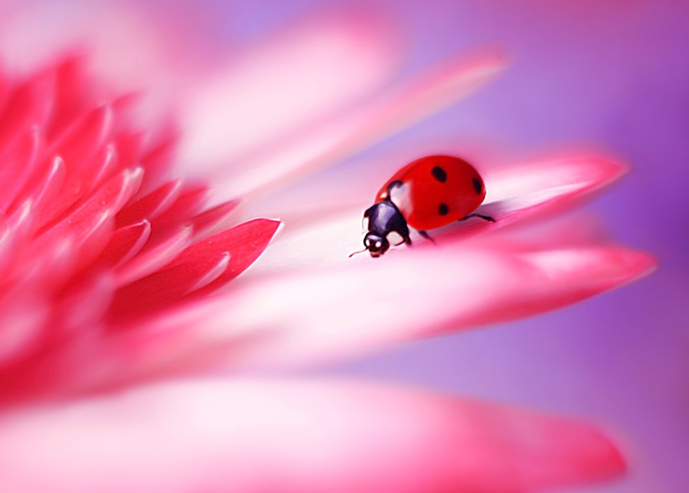 Photograph by Elena Andreeva