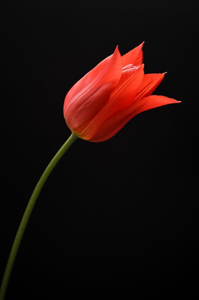 Photograph by Larisa Cekanaviсa