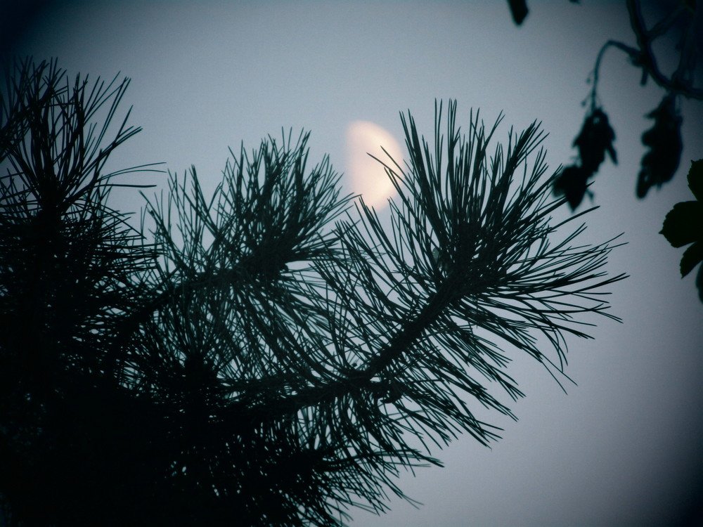 Photograph by Darko Milojevic