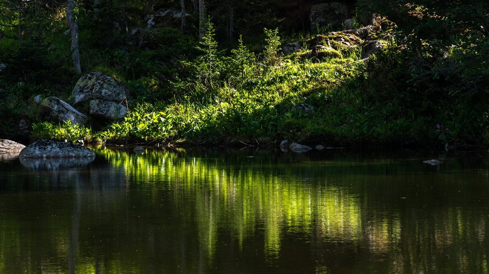 Птичка спящая.