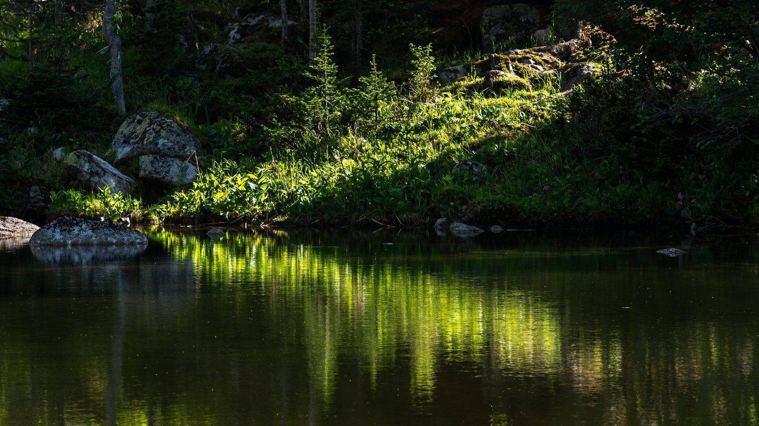 Птичка спящая.