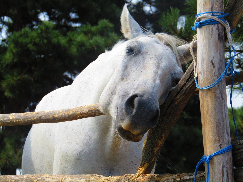 Photograph by Darko Milojevic