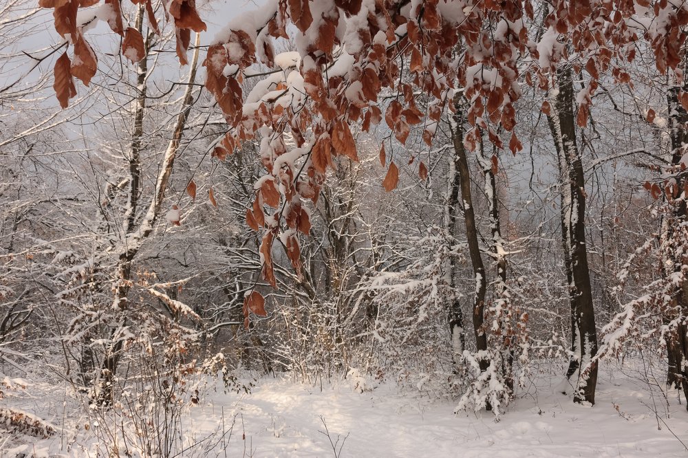 Photograph by Pilinger Miklos Csaba