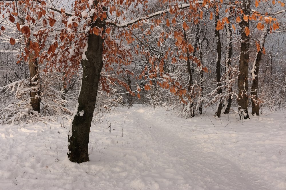 Photograph by Pilinger Miklos Csaba