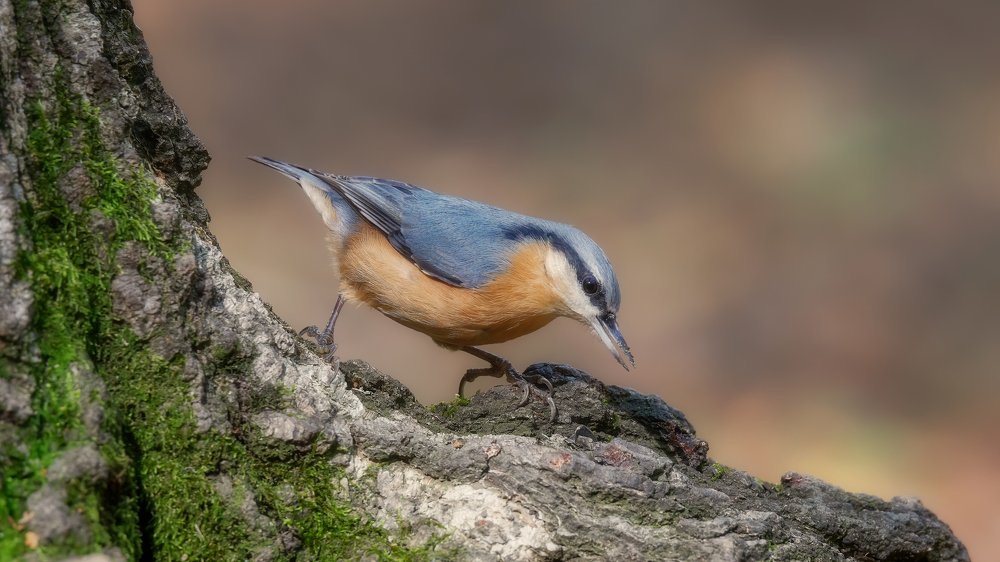 Нашел семечку