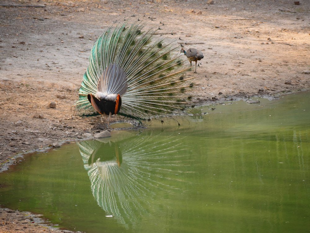 Peacock mating behaviour