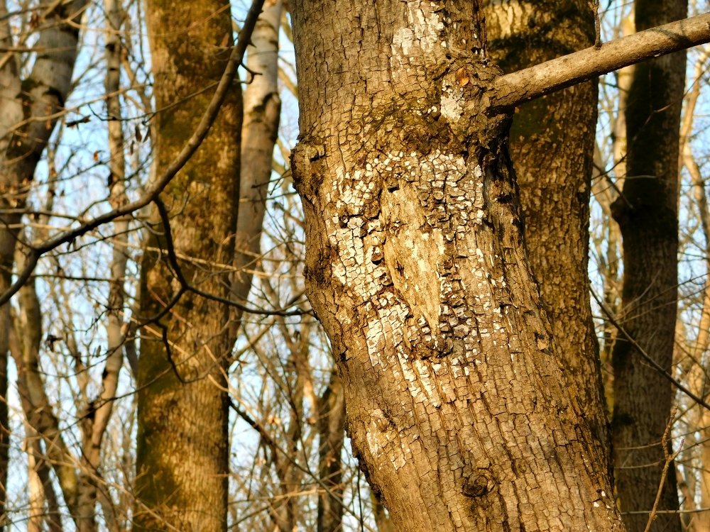 Photograph by Светлана Карпенко