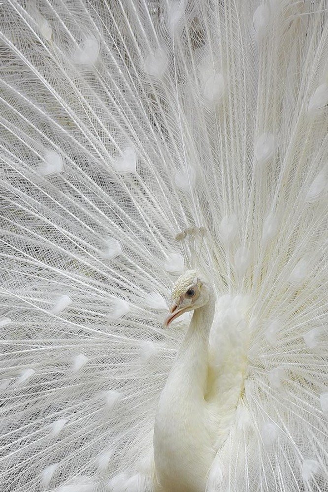 Photograph by Dikky Oesin