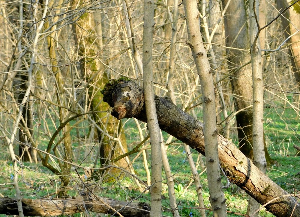 Photograph by Светлана Карпенко