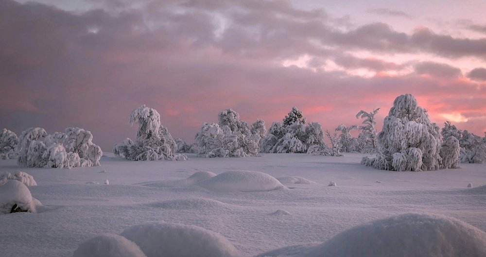 Укрытые снегом