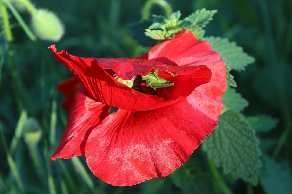 Зелененький на красном