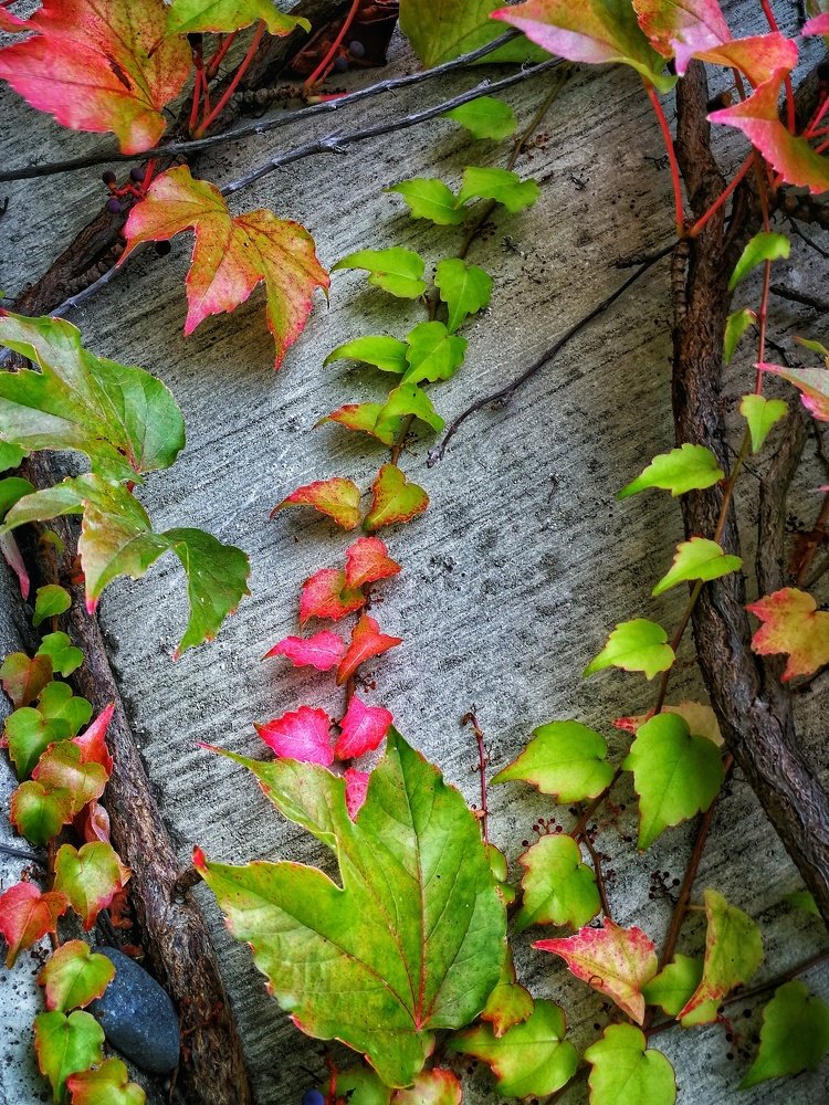 Photograph by Yurii Vashchenko