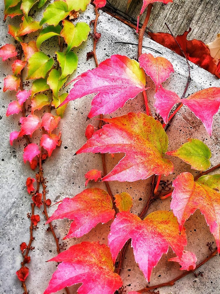 Photograph by Yurii Vashchenko