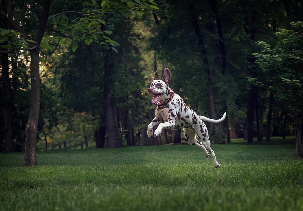 Photograph by Александр Хорошилов