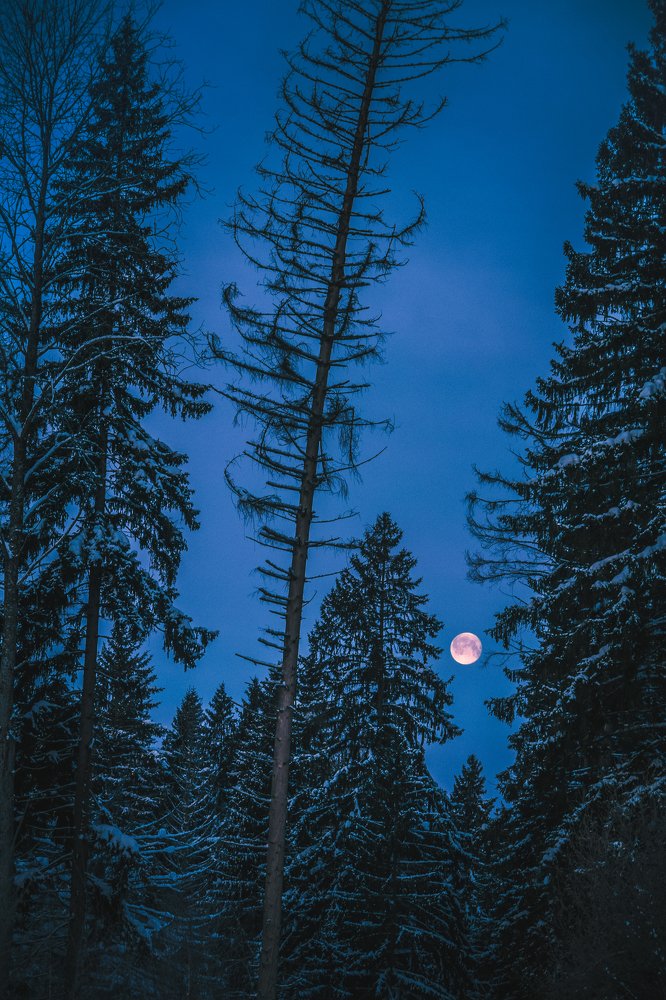 Photograph by Павел Шемякин