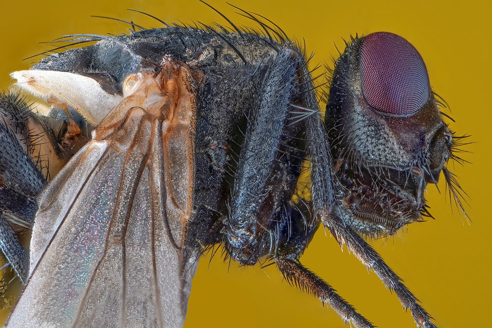 Муха увеличение 5 раз