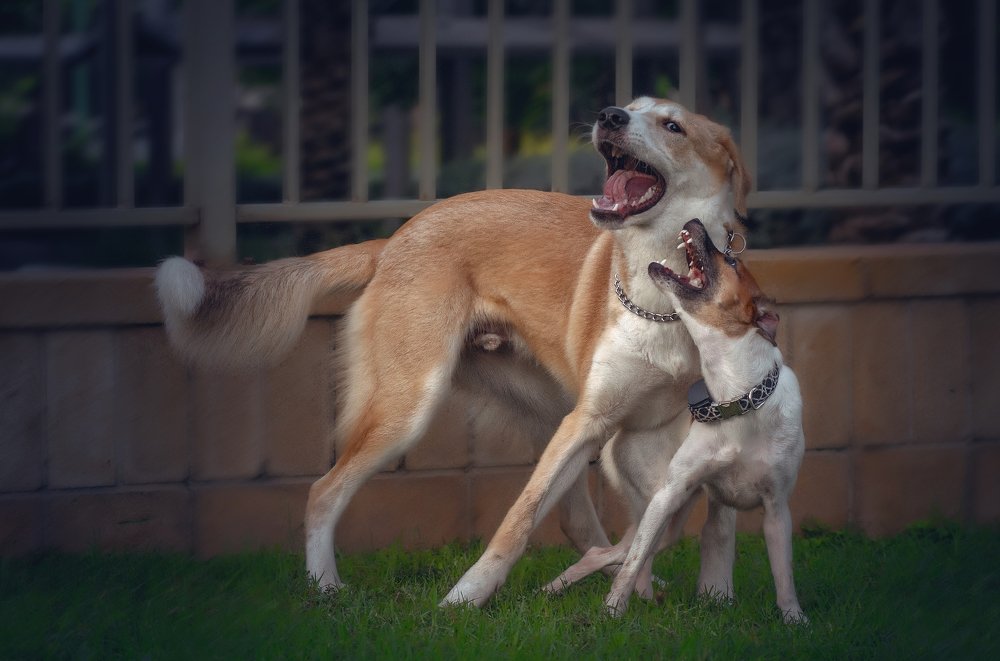 Photograph by Александр Бен Сандлер