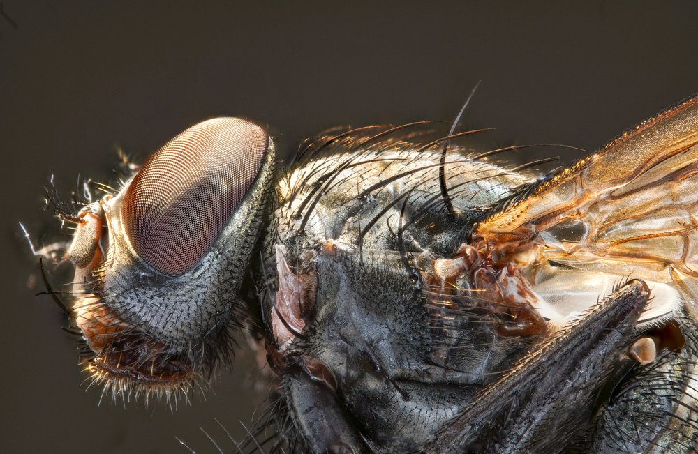 Photograph by Александр Трипольский