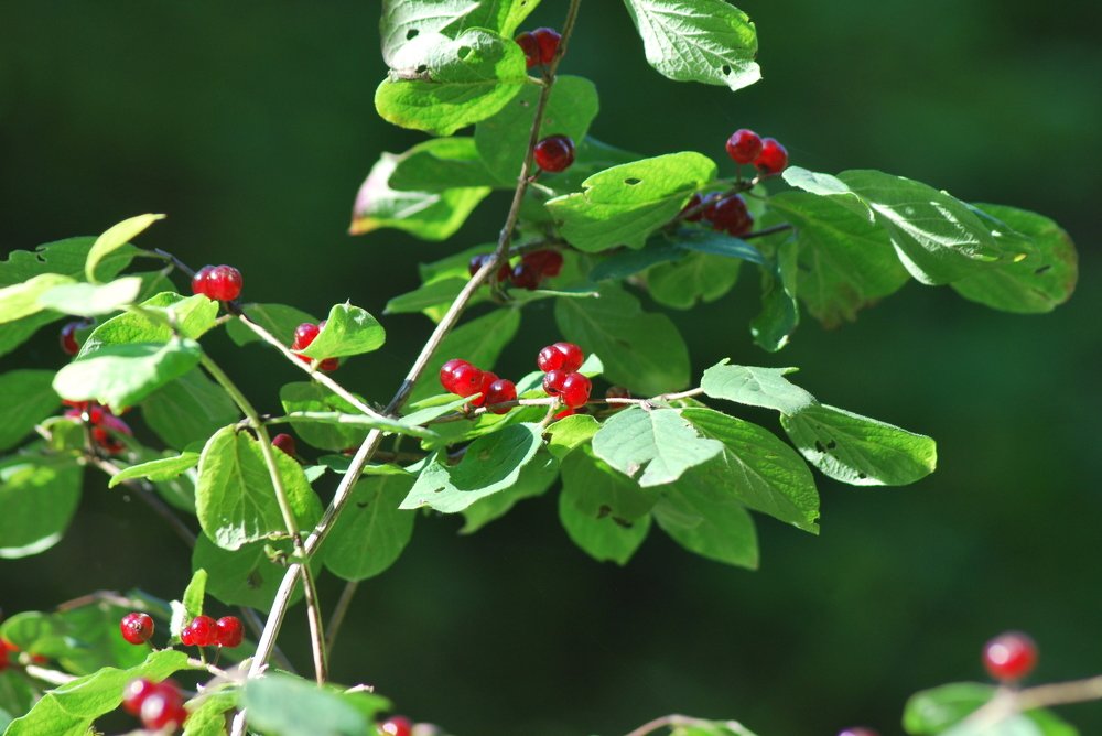 Фотография автора Наталья Липовская