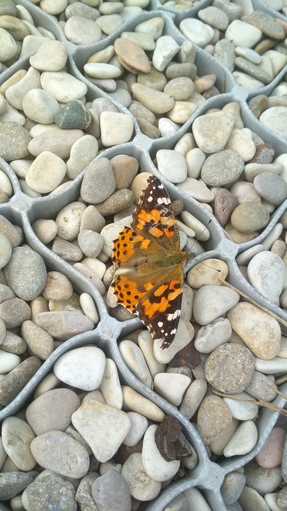 Photograph by Любовь Макарова