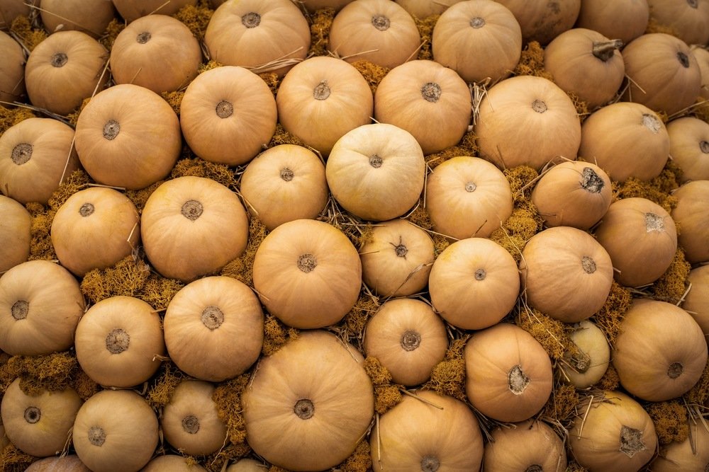 Октябрьские тыквы