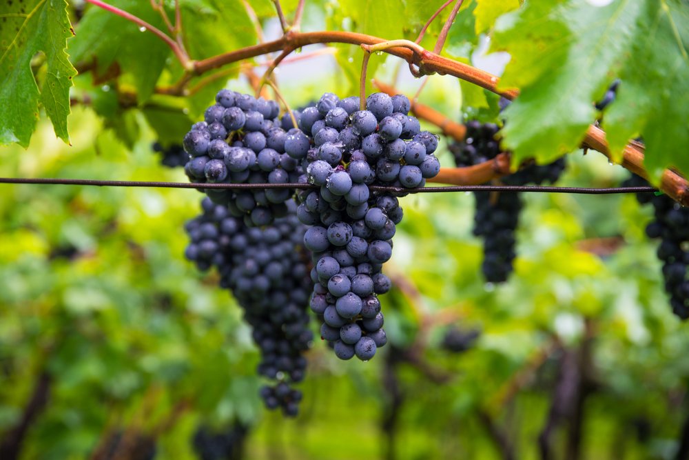 Фотография автора Martin Kovács