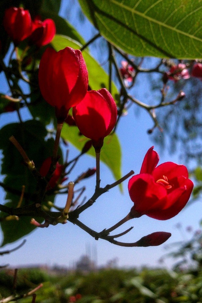 Фотография автора Hashem Mohamed