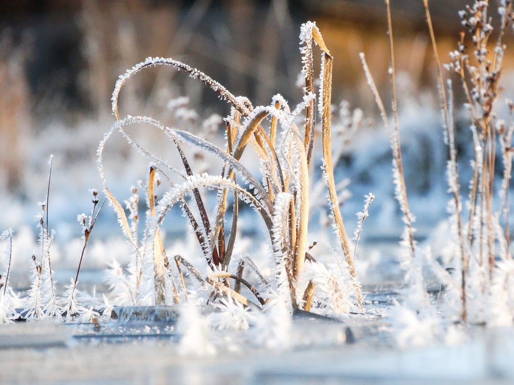 Мороз украсил серебром...