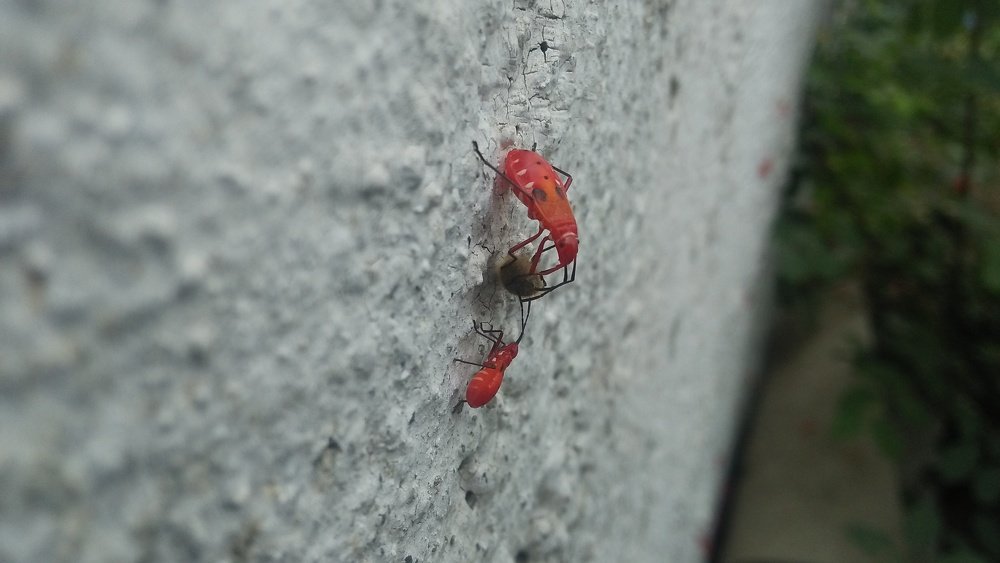 Red Insects