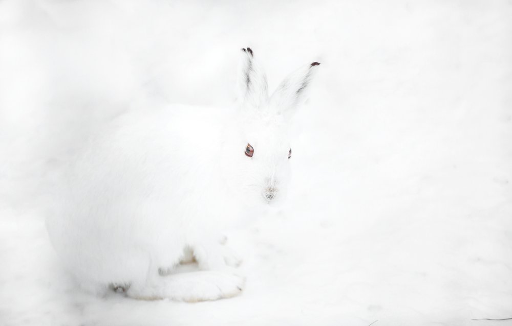 Mountain hare