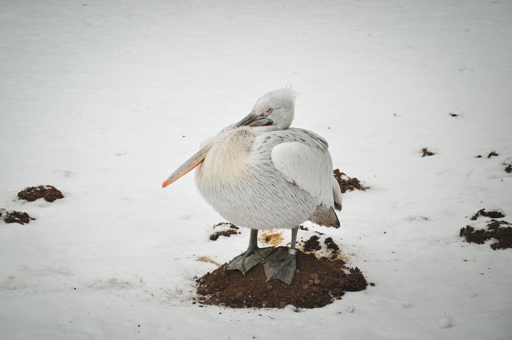 Photograph by Ольга Могдалёва