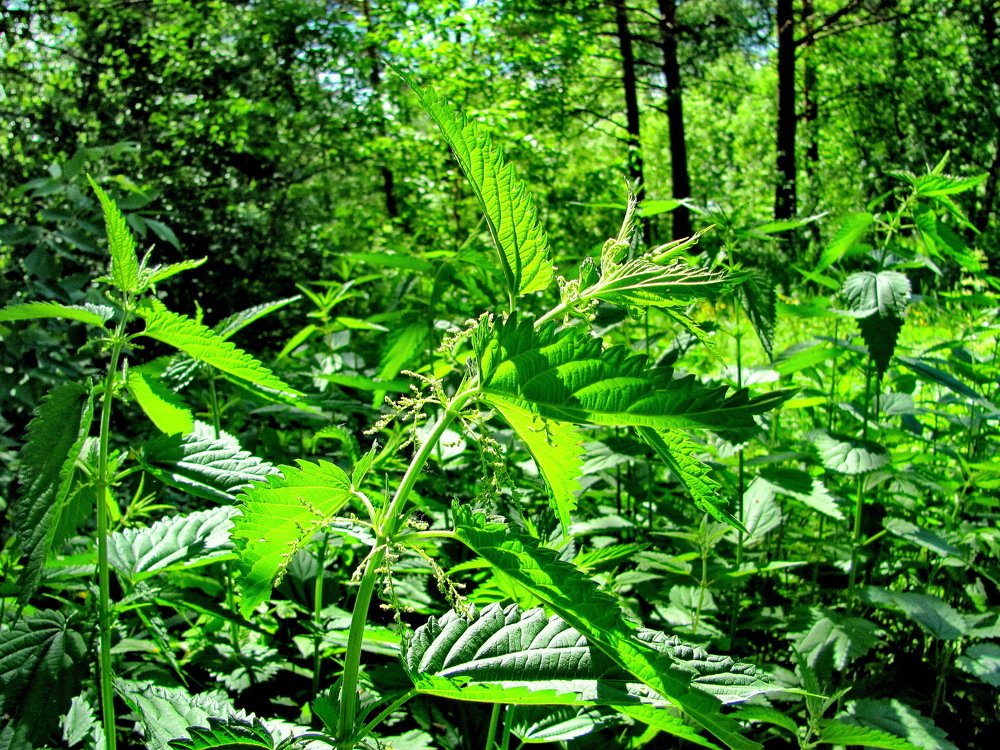 Photograph by НИНА АВЕРЬЯНОВА