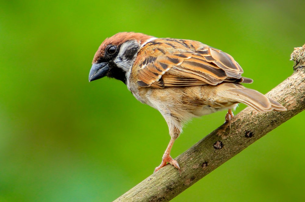 Photograph by Effendi Husni