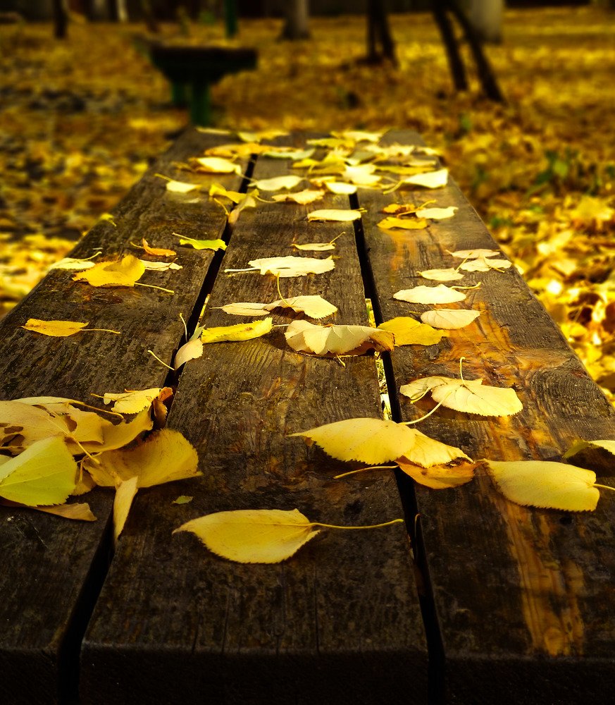 Скамейка в осеннем наряде.