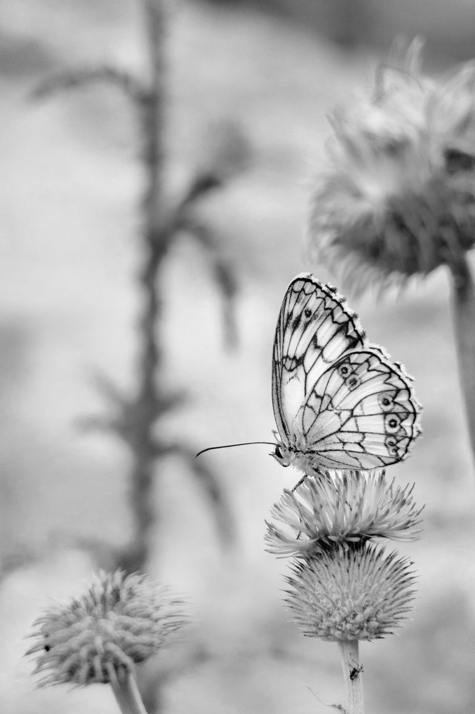 Photograph by Sahar Ghadir