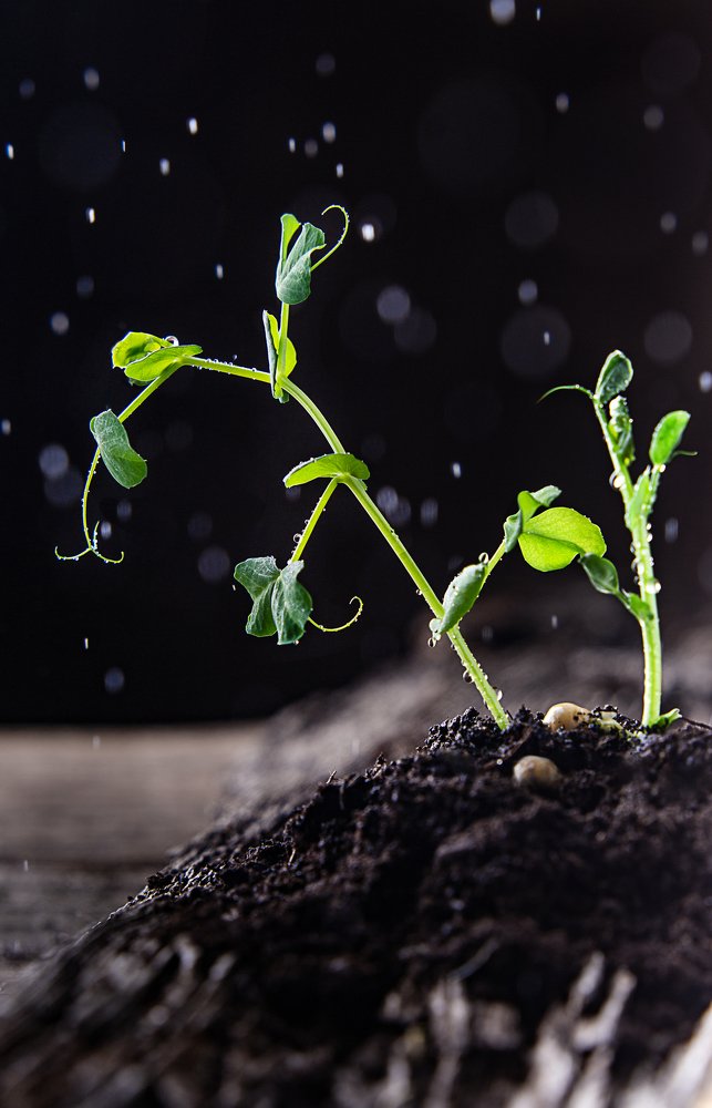 Photograph by Елена Корж