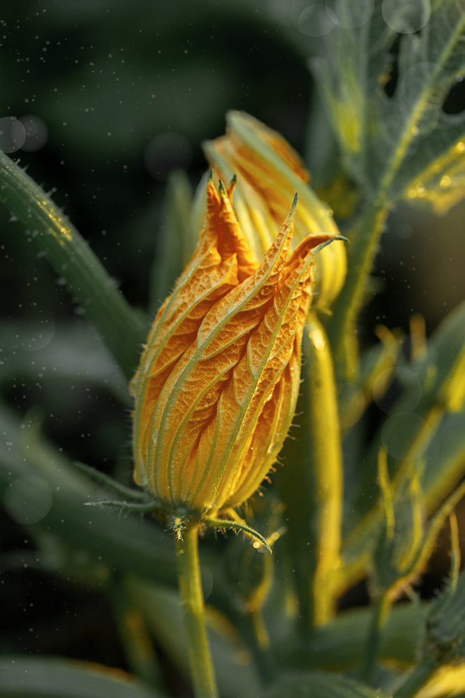 Photograph by Елена Корж