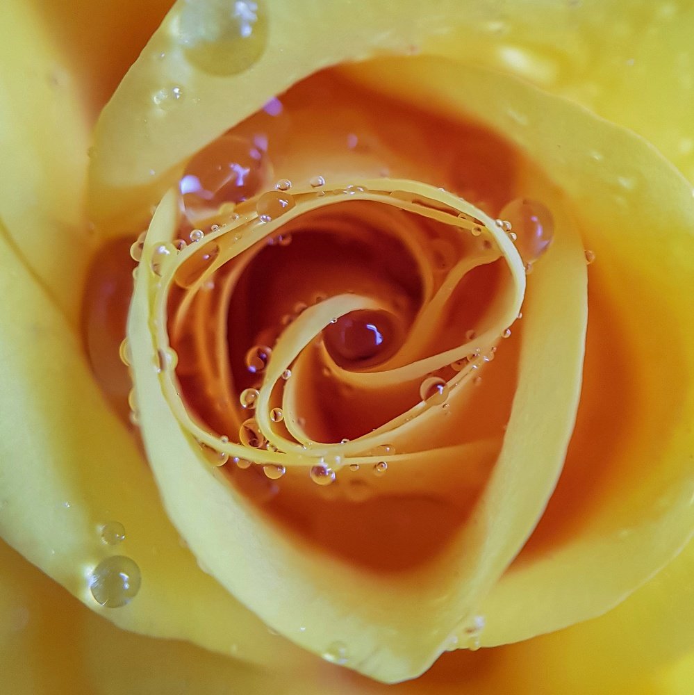 В каплях утренней росы