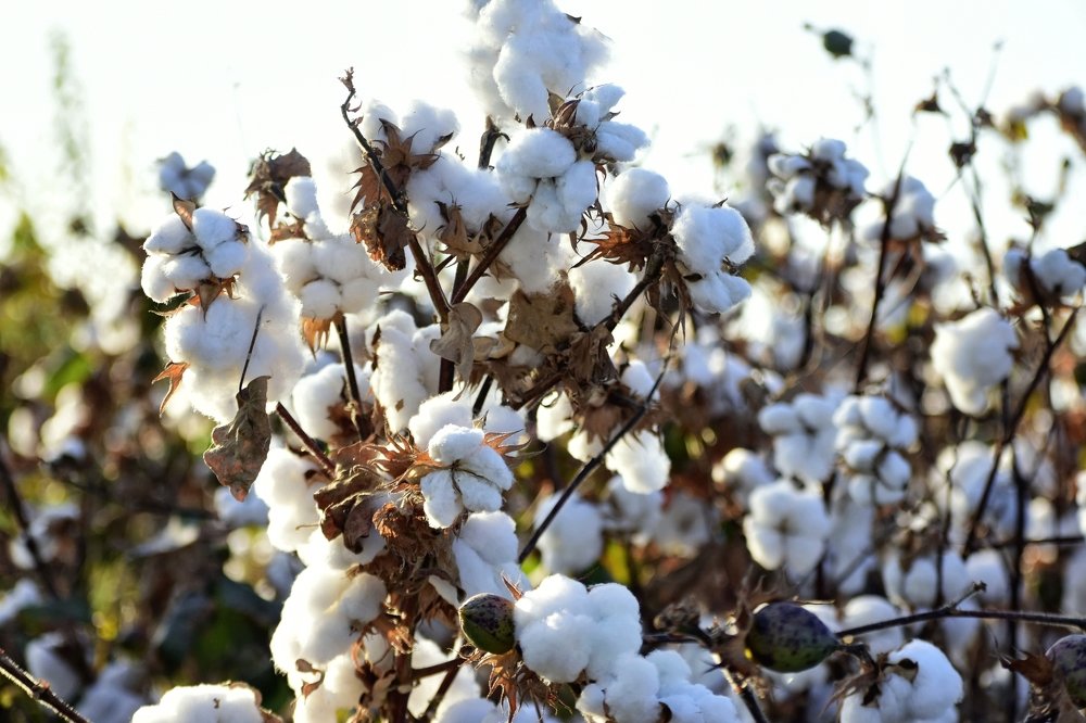 Photograph by Shukhrat Tulyaganov