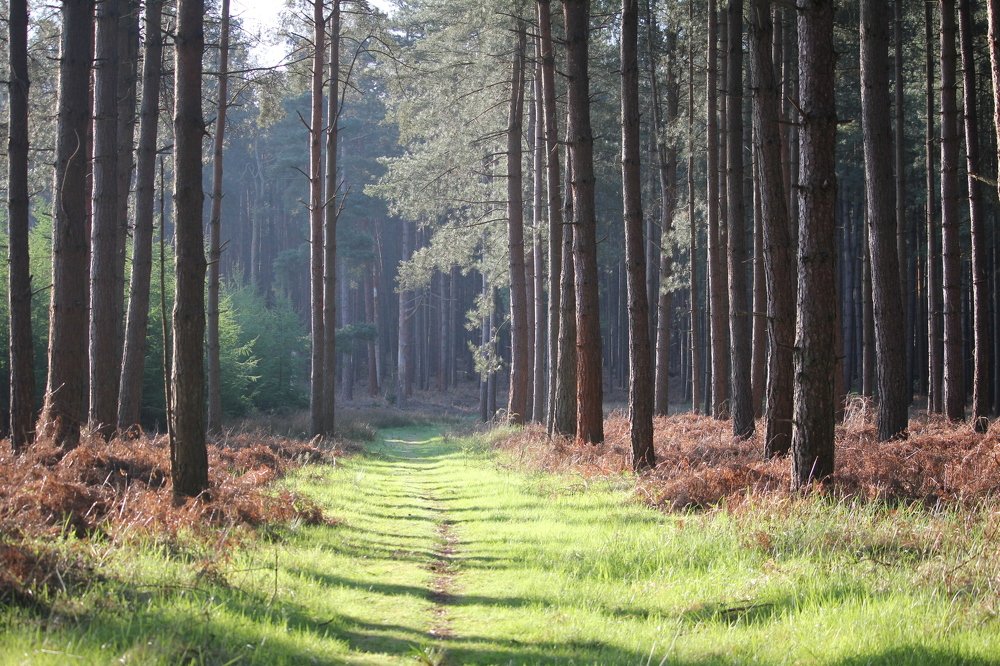 Magical path through Thetford Forest